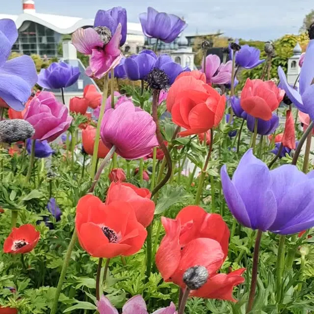 Canteiro de flores coloridas no Madurodam.